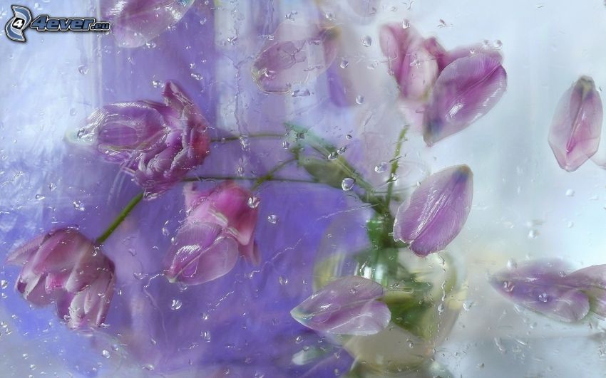 lila tulpaner, vattendroppar