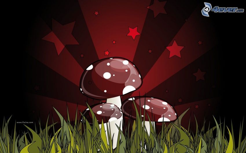 svampar, gräs, stjärnor, bälten