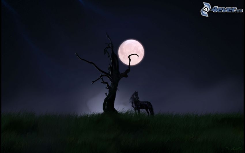 svart häst, torrt träd, måne, gräs, natt