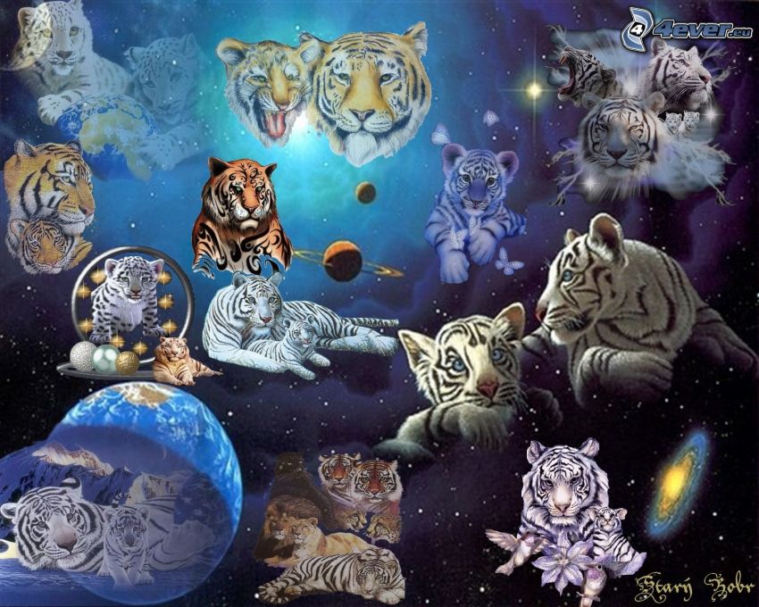 tigrar, universum