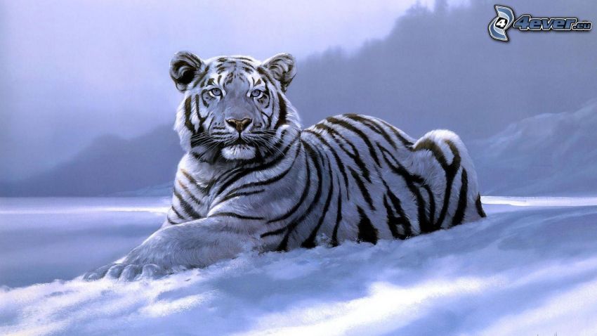 vit tiger, snö