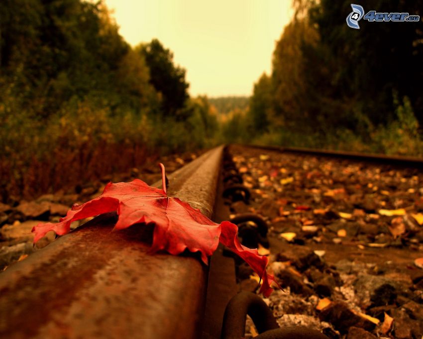 rött blad, gammal järnväg, skog