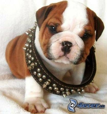 Engelsk bulldogg, halsband, bulldogvalp