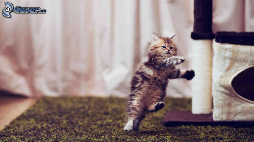 fluffig kattunge, akrobatik