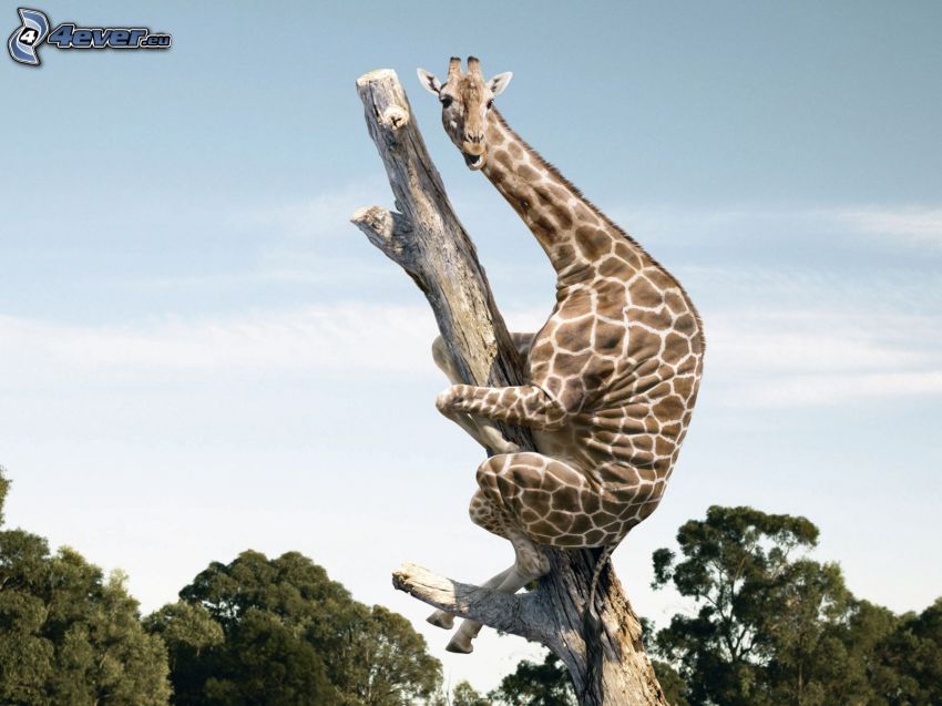 giraff på träd
