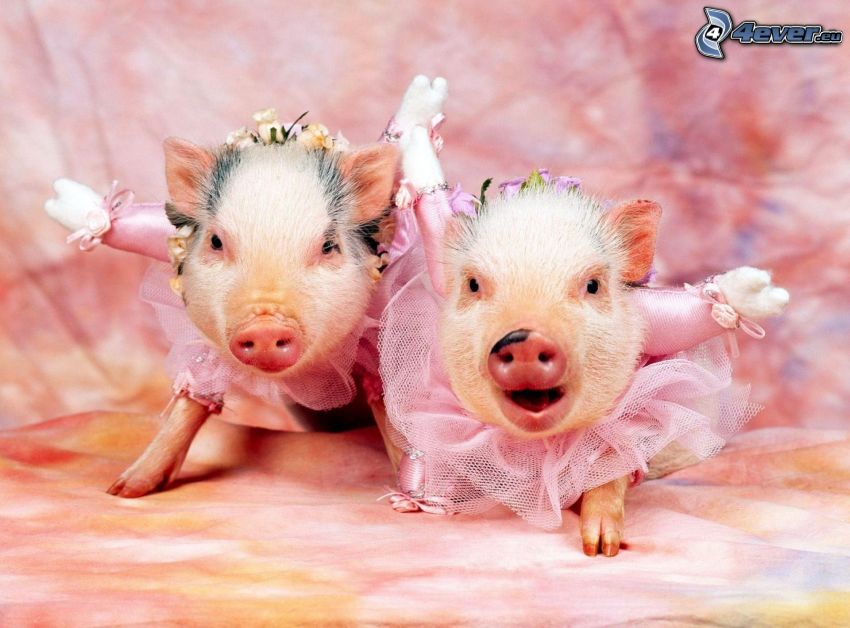 grisar, rosa klänning