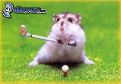 hamster, golf