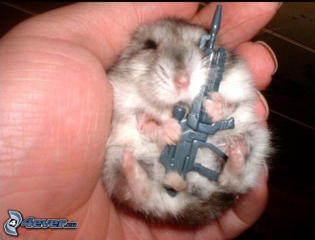 hamster, maskingevär, hand