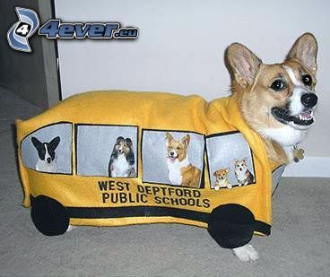 hund, buss
