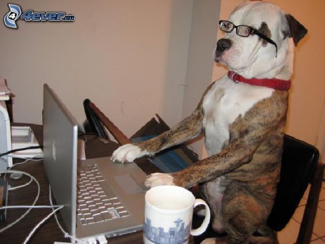 hund bakom laptop