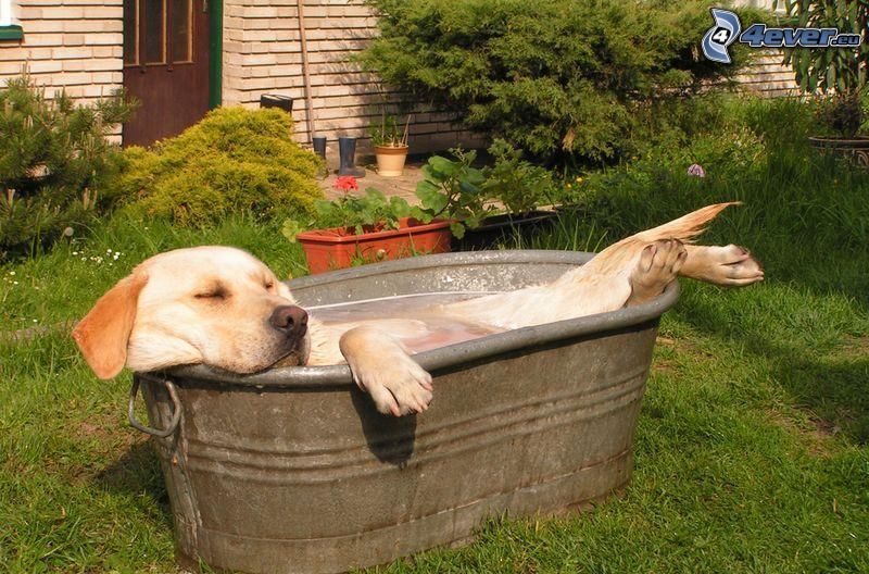hund i badkar, gård, vatten, sovande hund