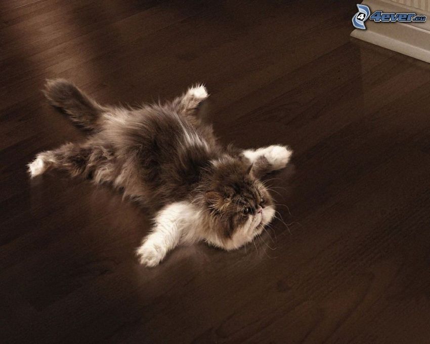 katt, golv