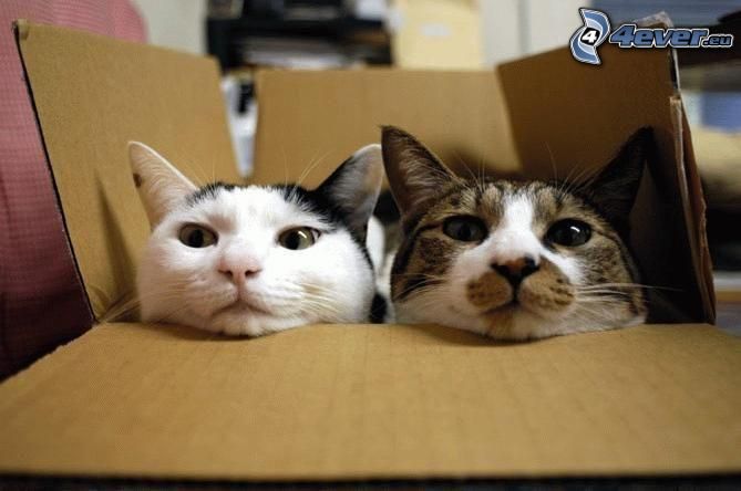 katter, låda
