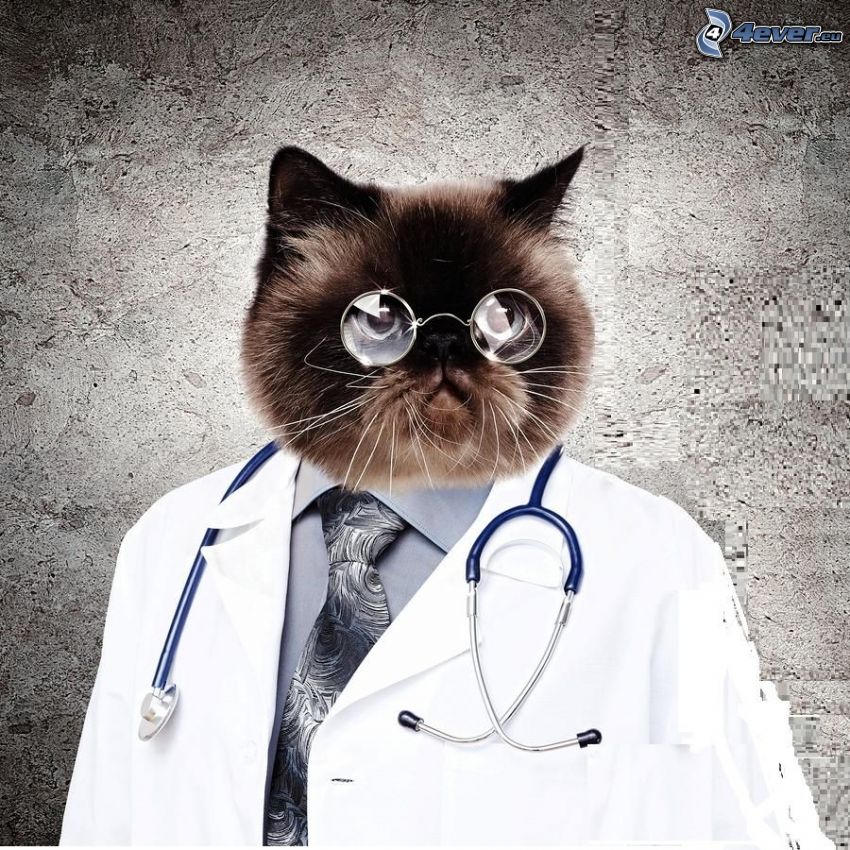 läkare, katt