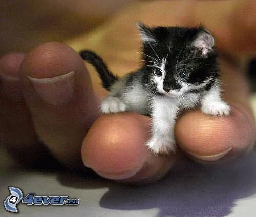 liten kattunge
