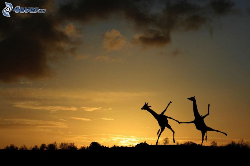 silhuetter av giraffer