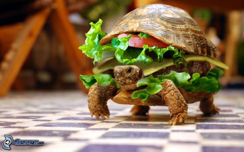 sköldpadda, hamburger