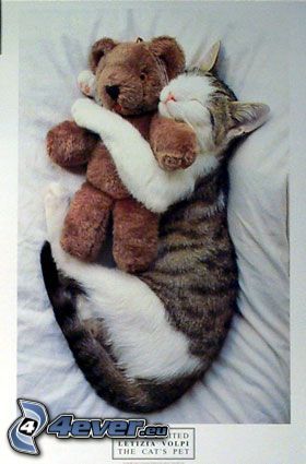 sovande katt, nalle, kram i säng