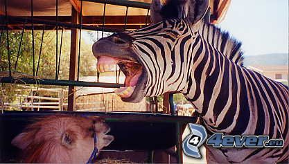 zebra, tänder