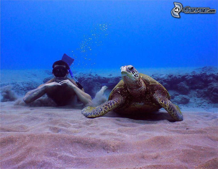 havssköldpadda, dykare, havsbotten, sand