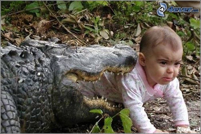 barn, krokodil, fotomontage