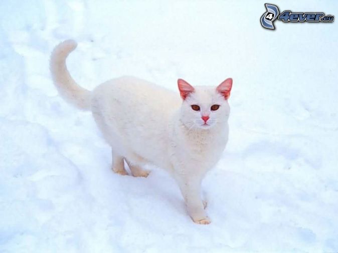 gato blanco , nieve