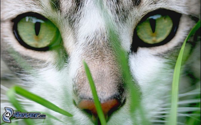 Los ojos verdes (Gustavo Adolfo Bcquer, Leyenda III) Rostro-felino,-ojos-verdes-166916