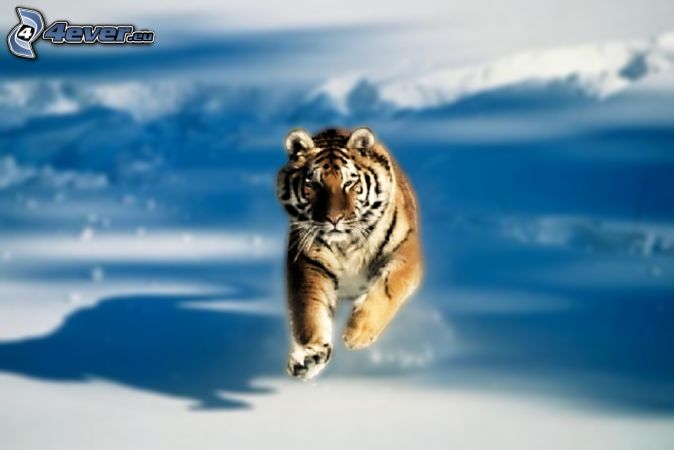 CACHORROS Y ANIMALES - Página 10 Tigre,-nieve-211136