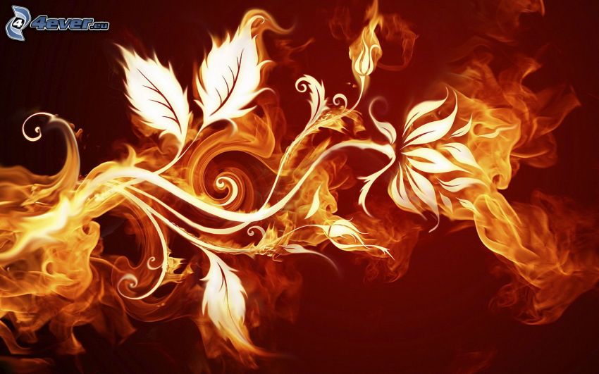 flor de fuego, rama, incendio