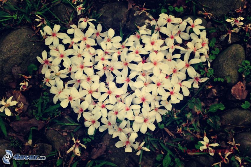 corazón de flores