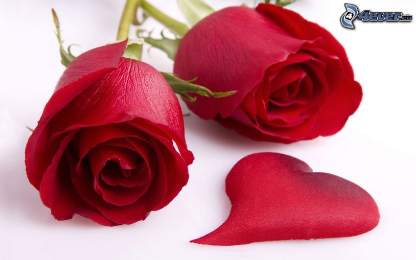 rosas rojas, corazón