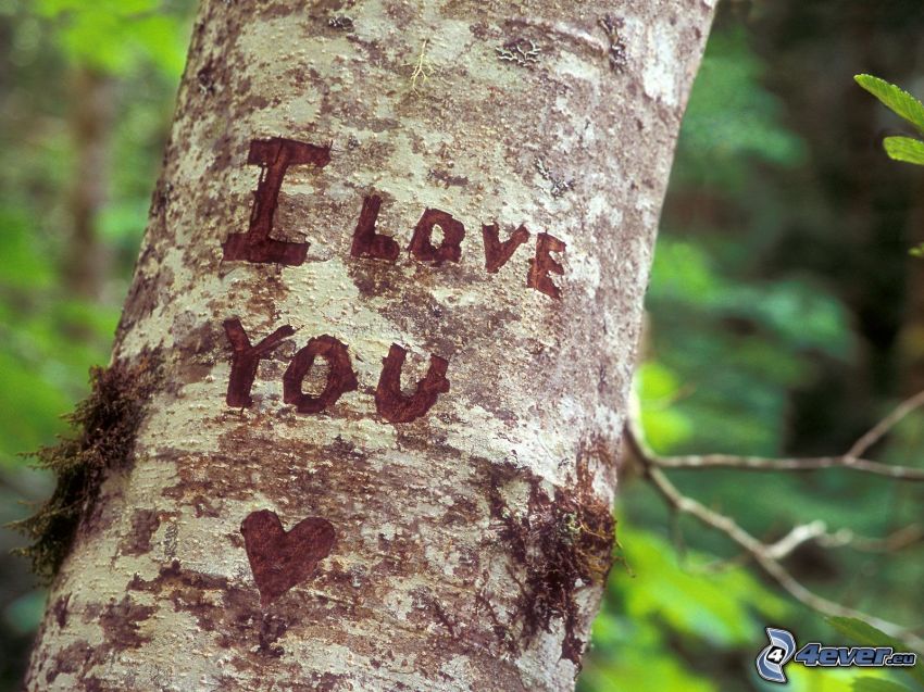 I love you, corteza de árbol, heridas