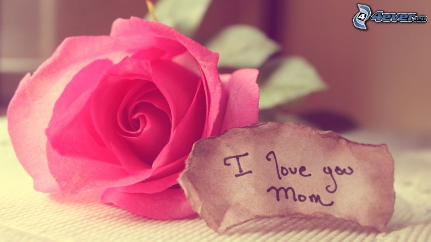 I love you, mamá, rosas de color rosa