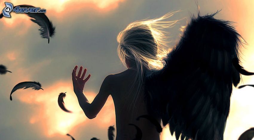 ángel, alas negras, plumas