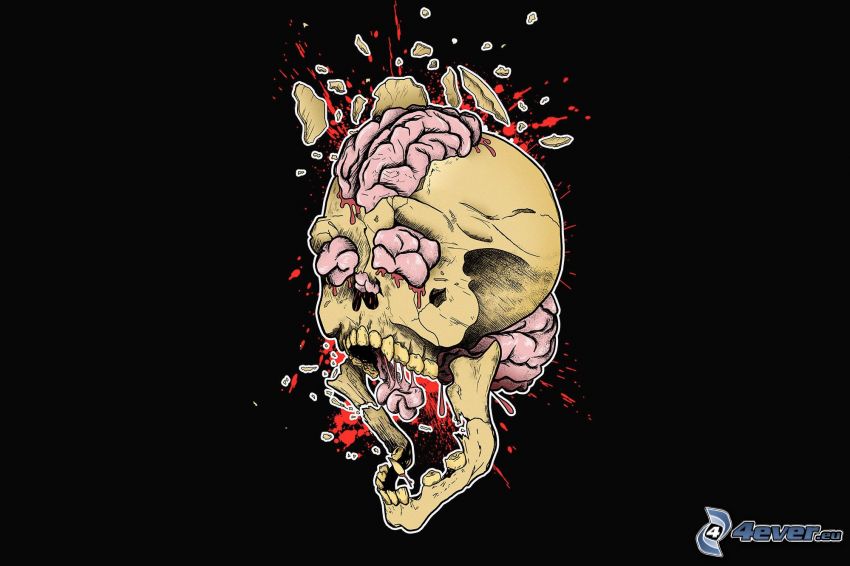 cráneo, cerebro