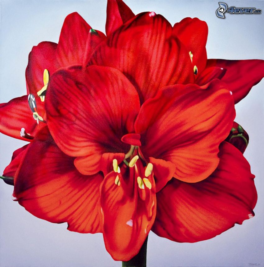 Amaryllis, flor roja