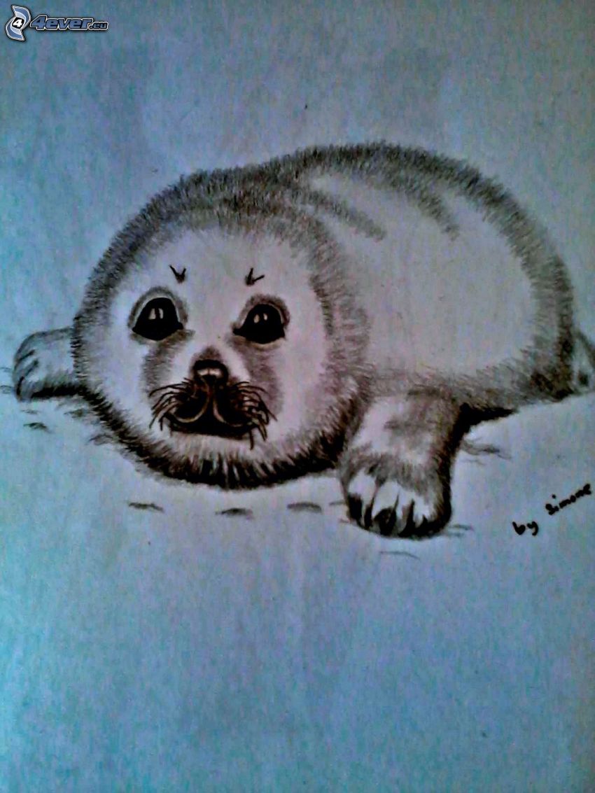 Cría de foca, dibujo