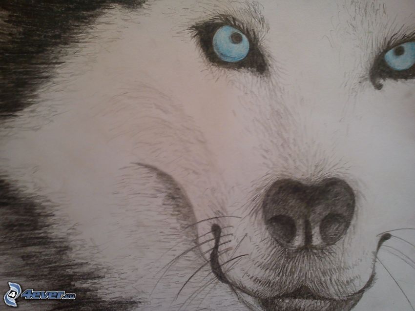 Husky de Siberia, dibujos animados, ojos azules