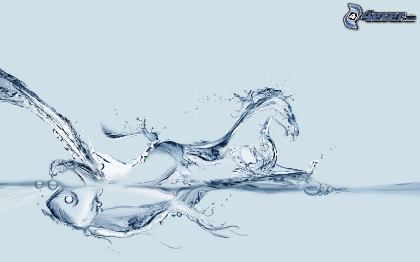 agua, splash, pez, caballo