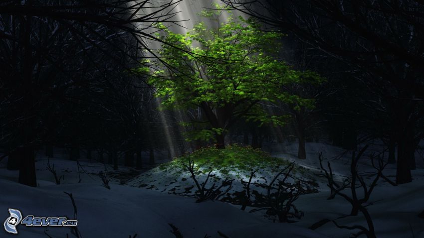 árbol de hoja caduca, rayos de sol, bosque oscuro