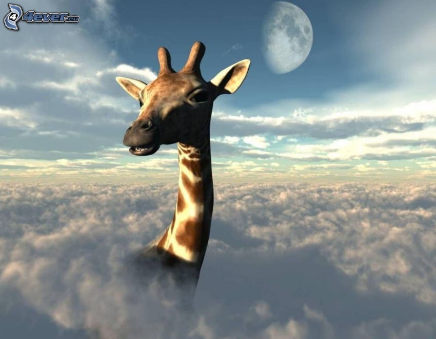 jirafa, cabeza, nubes, mes