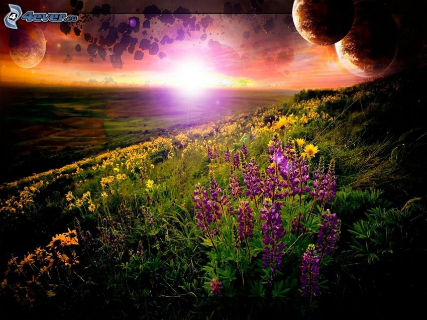 puesta del sol, flores de coolor violeta, planetas