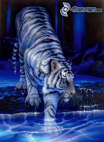 tigre, agua