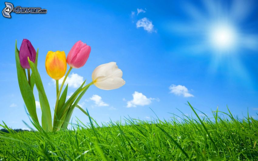 tulipanes, sol, cielo, hierba