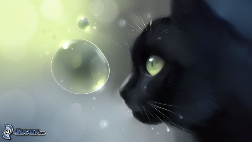 gato negro, burbujas