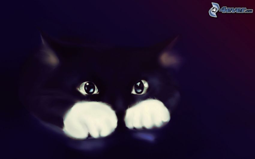 gato negro, gatito