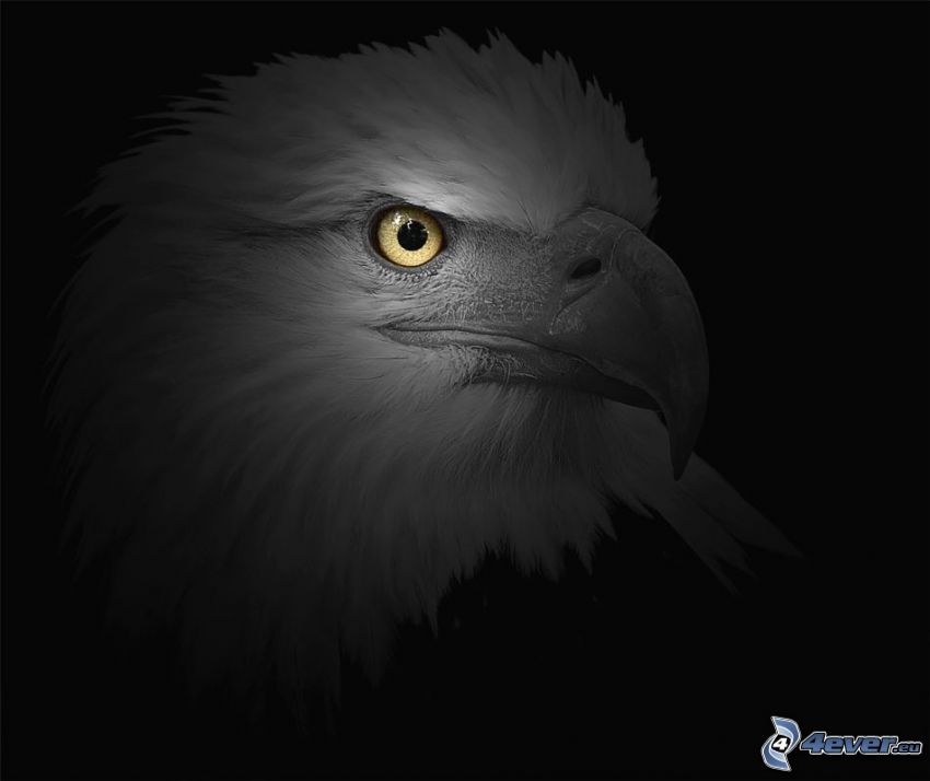 Haliaeetus leucocephalus, blanco y negro