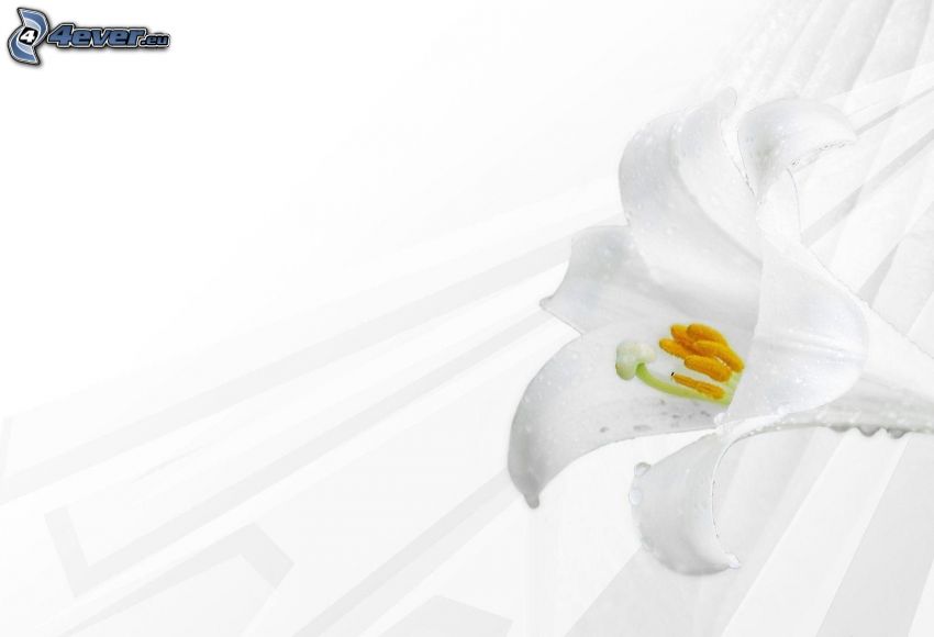 lirio, flor blanca