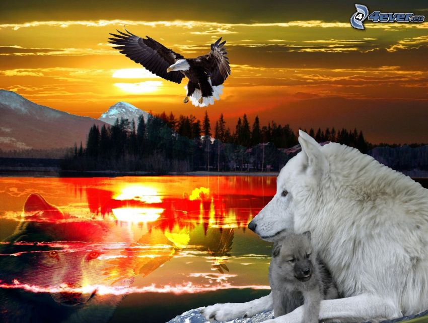 lobo negro, cachorro, Haliaeetus leucocephalus, lago