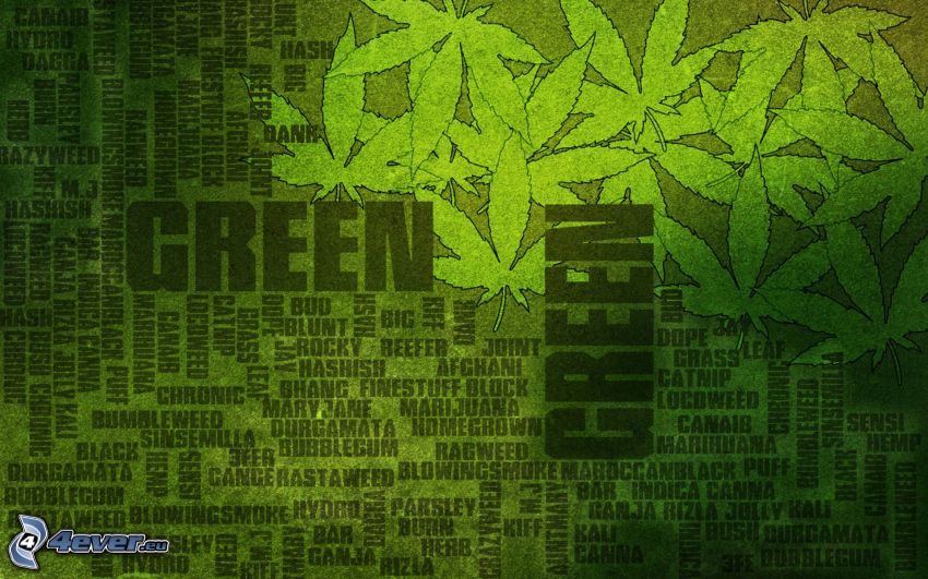 marijuana, verde, fondo verde
